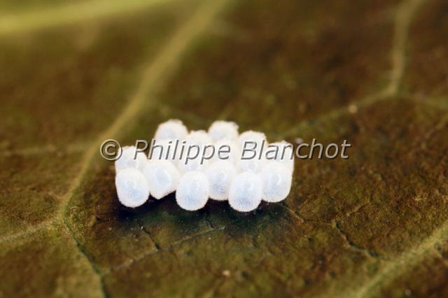 oeufs nymphalidae.JPG - Pararge aegeriaTircis (oeufs)Speckled wood butterflyNymphalidae, SatyrinaeFrance